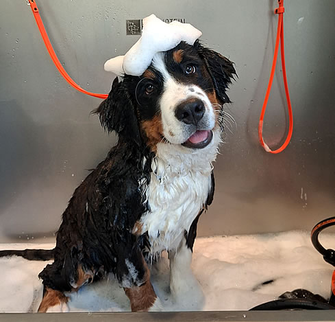 Een Berner Sennenhond wordt gewassen