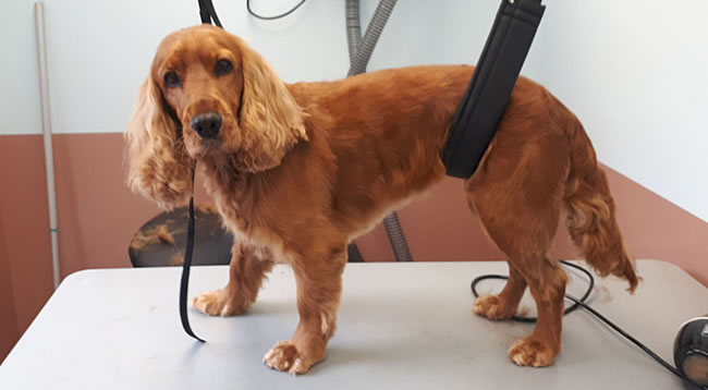 Tommie weer lekker fris na de trimbeurt